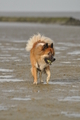 Hundestrand / Bild 200 von 376 / 21.09.2016 09:24 / DSC_0022.JPG