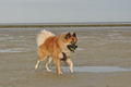 Hundestrand / Bild 201 von 376 / 21.09.2016 09:24 / DSC_0029.JPG