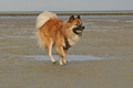 Hundestrand / Bild 202 von 376 / 21.09.2016 09:24 / DSC_0030.JPG