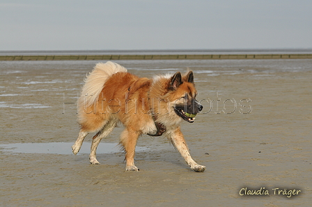 Hundestrand / Bild 203 von 376 / 21.09.2016 09:24 / DSC_0031.JPG