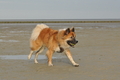 Hundestrand / Bild 203 von 376 / 21.09.2016 09:24 / DSC_0031.JPG