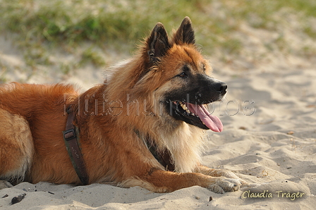 Hundestrand / Bild 214 von 376 / 21.09.2016 09:28 / DSC_0075.JPG