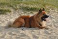 Hundestrand / Bild 215 von 376 / 21.09.2016 09:28 / DSC_0076.JPG