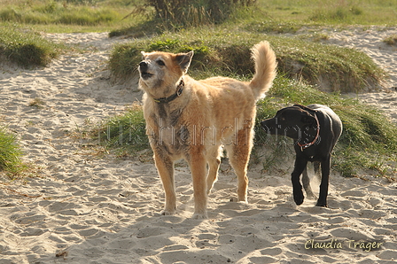 Hundestrand / Bild 216 von 376 / 21.09.2016 09:31 / DSC_0086.JPG