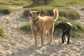 Hundestrand / Bild 216 von 376 / 21.09.2016 09:31 / DSC_0086.JPG