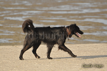 Hundestrand / Bild 219 von 376 / 21.09.2016 09:35 / DSC_0106.JPG