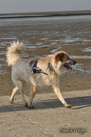 Hundestrand / Bild 221 von 376 / 21.09.2016 09:41 / DSC_0139.JPG