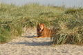 Hundestrand / Bild 224 von 376 / 21.09.2016 09:45 / DSC_0176.JPG