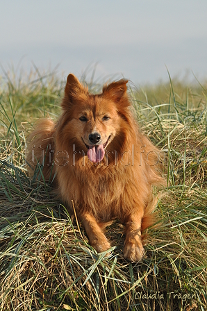 Hundestrand / Bild 229 von 376 / 21.09.2016 09:48 / DSC_0202.JPG