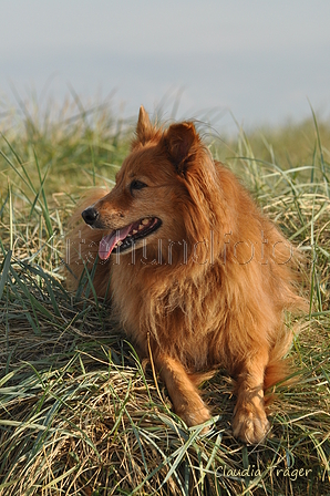 Hundestrand / Bild 230 von 376 / 21.09.2016 09:48 / DSC_0203.JPG