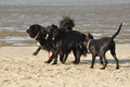 Hundestrand / Bild 231 von 376 / 21.09.2016 09:48 / DSC_0218.JPG