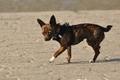 Hundestrand / Bild 233 von 376 / 21.09.2016 10:00 / DSC_0252.JPG