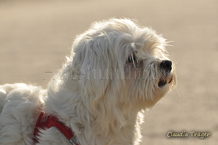 Hundestrand / Bild 242 von 376 / 21.09.2016 10:11 / DSC_0324.JPG