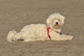 Hundestrand / Bild 243 von 376 / 21.09.2016 10:12 / DSC_0327.JPG