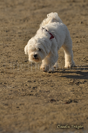 Hundestrand / Bild 245 von 376 / 21.09.2016 10:16 / DSC_0364.JPG