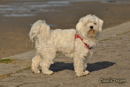 Hundestrand / Bild 246 von 376 / 21.09.2016 10:18 / DSC_0368.JPG