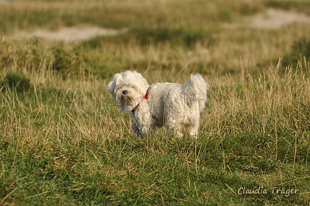 Hundestrand / Bild 247 von 376 / 21.09.2016 10:19 / DSC_0370.JPG