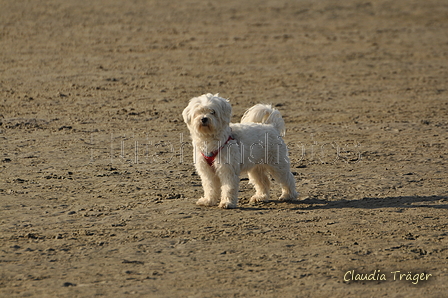 Hundestrand / Bild 251 von 376 / 21.09.2016 10:23 / DSC_0389.JPG