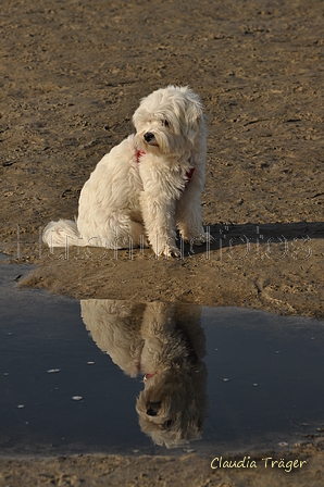 Hundestrand / Bild 254 von 376 / 21.09.2016 10:26 / DSC_0403.JPG