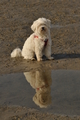 Hundestrand / Bild 256 von 376 / 21.09.2016 10:30 / DSC_0413.JPG