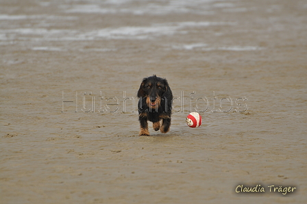 Hundestrand / Bild 259 von 376 / 21.09.2016 10:45 / DSC_0429.JPG