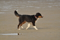 Hundestrand / Bild 261 von 376 / 21.09.2016 11:02 / DSC_0447.JPG