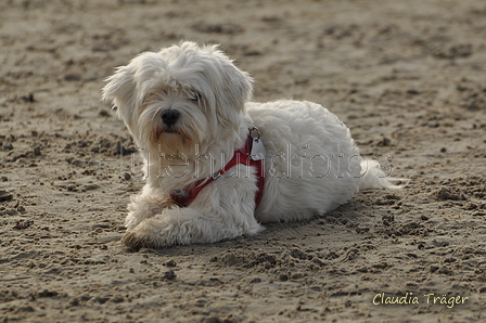 Hundestrand / Bild 262 von 376 / 21.09.2016 11:03 / DSC_0452.JPG