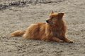 Hundestrand / Bild 263 von 376 / 21.09.2016 11:04 / DSC_0456.JPG