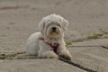 Hundestrand / Bild 269 von 376 / 21.09.2016 11:10 / DSC_0479.JPG