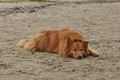 Hundestrand / Bild 270 von 376 / 21.09.2016 11:11 / DSC_0483.JPG