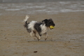 Hundestrand / Bild 271 von 376 / 21.09.2016 11:14 / DSC_0500.JPG