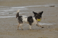 Hundestrand / Bild 273 von 376 / 21.09.2016 11:14 / DSC_0507.JPG