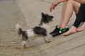 Hundestrand / Bild 275 von 376 / 21.09.2016 11:14 / DSC_0522.JPG