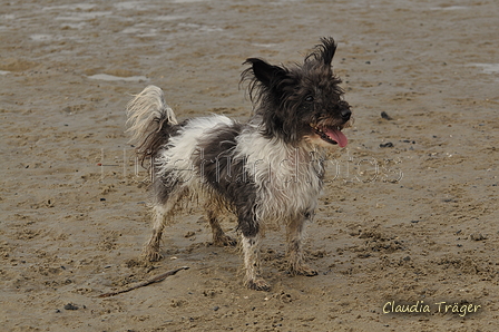 Hundestrand / Bild 278 von 376 / 21.09.2016 11:19 / DSC_0575.JPG