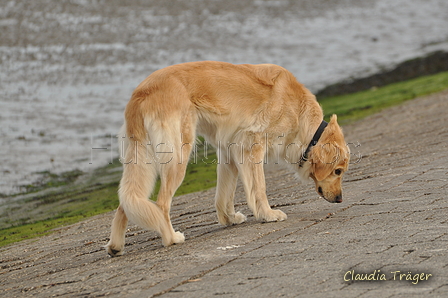 Hundestrand / Bild 285 von 376 / 21.09.2016 11:32 / DSC_0623.JPG