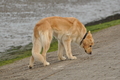 Hundestrand / Bild 285 von 376 / 21.09.2016 11:32 / DSC_0623.JPG