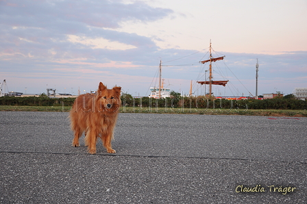 Hundestrand / Bild 301 von 376 / 21.09.2016 19:32 / DSC_5374.JPG