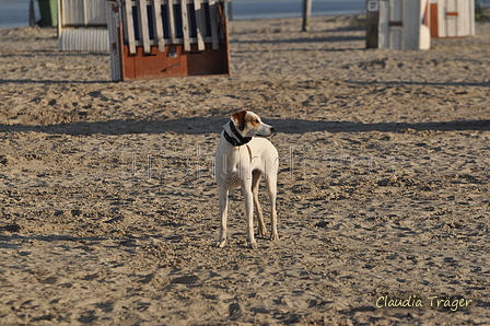 Hundestrand / Bild 304 von 376 / 22.09.2016 09:04 / DSC_0855.JPG