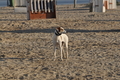 Hundestrand / Bild 304 von 376 / 22.09.2016 09:04 / DSC_0855.JPG