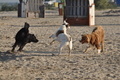 Hundestrand / Bild 305 von 376 / 22.09.2016 09:09 / DSC_0884.JPG