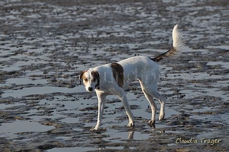 Hundestrand / Bild 306 von 376 / 22.09.2016 09:13 / DSC_0918.JPG