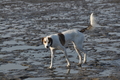 Hundestrand / Bild 306 von 376 / 22.09.2016 09:13 / DSC_0918.JPG