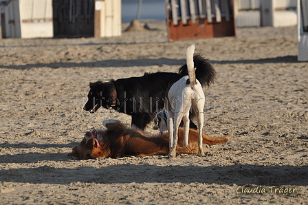 Hundestrand / Bild 308 von 376 / 22.09.2016 09:14 / DSC_0932.JPG