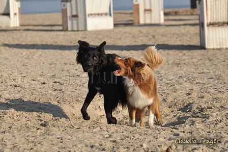 Hundestrand / Bild 310 von 376 / 22.09.2016 09:15 / DSC_0959.JPG