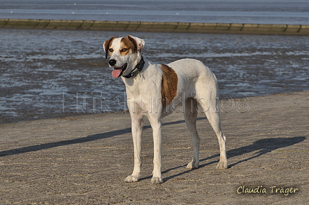 Hundestrand / Bild 314 von 376 / 22.09.2016 09:18 / DSC_0994.JPG