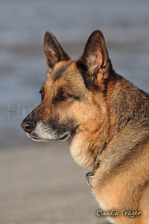 Hundestrand / Bild 319 von 376 / 22.09.2016 09:19 / DSC_1016.JPG