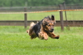 Jederhundrennen / Bild 192 von 283 / 01.05.2014 14:49 / DSC_8481.JPG