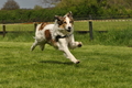 Jederhundrennen / Bild 62 von 143 / 01.05.2015 15:07 / DSC_2034.JPG