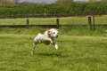 Jederhundrennen / Bild 65 von 143 / 01.05.2015 15:08 / DSC_2041.JPG