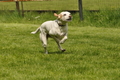 Jederhundrennen / Bild 66 von 143 / 01.05.2015 15:08 / DSC_2042.JPG